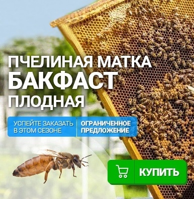 Пчелиная матка Бакфаст, плодная